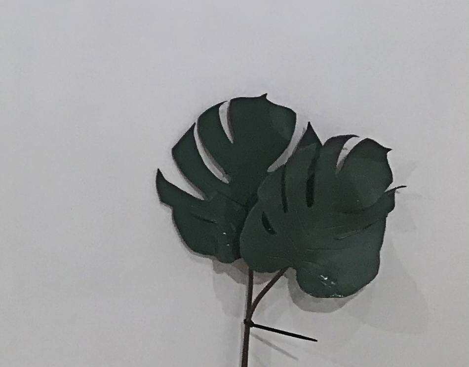 Monstera